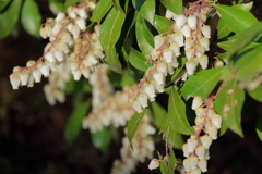 馬酔木咲く頃１