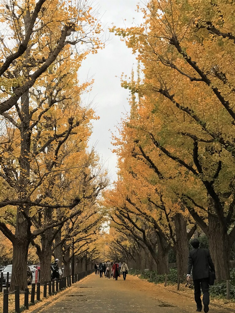 神宮外苑雨上がりの黄葉