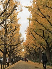 神宮外苑雨上がりの黄葉