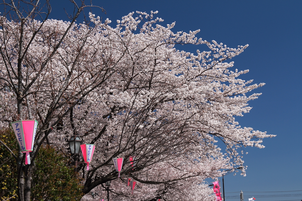 桜まつり始まる