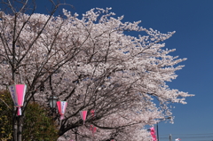 桜まつり始まる