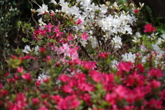 花散歩ツツジ１