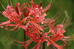 彼岸花咲く頃３