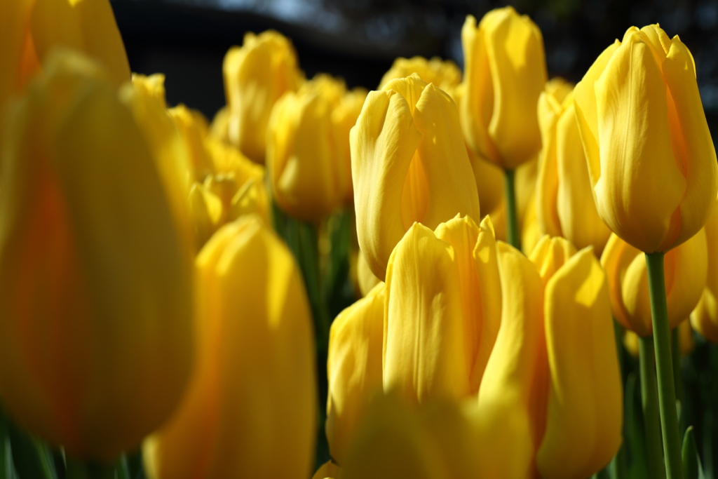 黄色の微笑み１