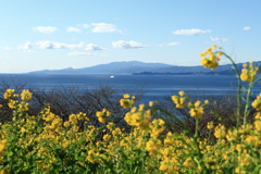 菜の花のある風景４