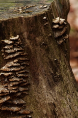 切り株に宿る