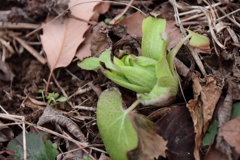花散歩ふきのとう3