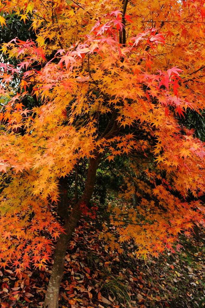 紅葉散歩道２