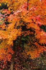 紅葉散歩道２