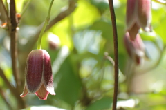 ハンショウヅル（半鐘蔓）２