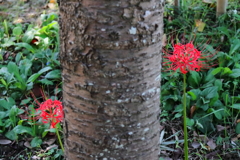 花散歩彼岸花8
