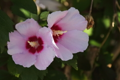 花散歩ムクゲ３