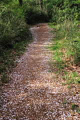 花散歩桜道