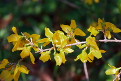 花散歩レンギョウ１