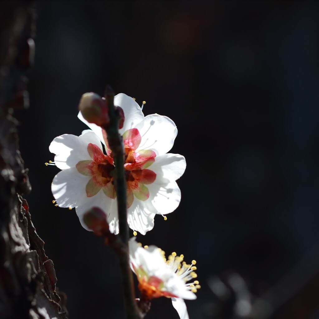 花散歩後姿の美2