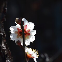 花散歩後姿の美2