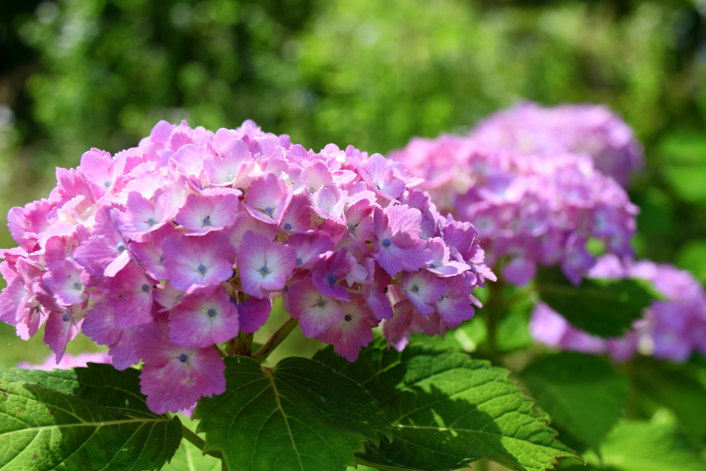 巾をきかせるピンク系３