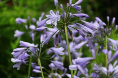 梅雨空アガパンサス２