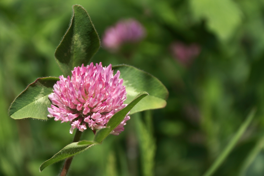 アカツメグサの原１