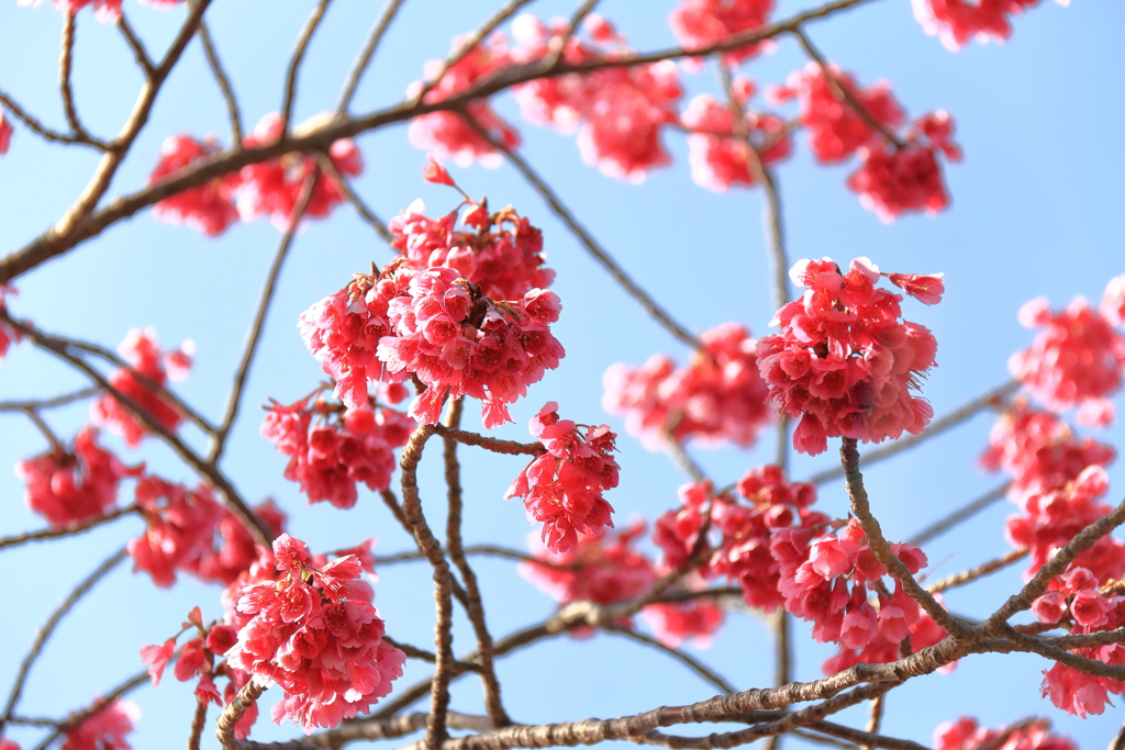 寒緋桜は満開