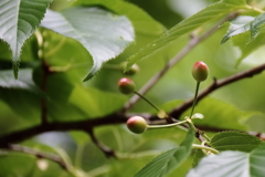里山散歩桜の実２