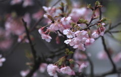 満開河津桜１