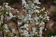 ユキヤナギ開花２