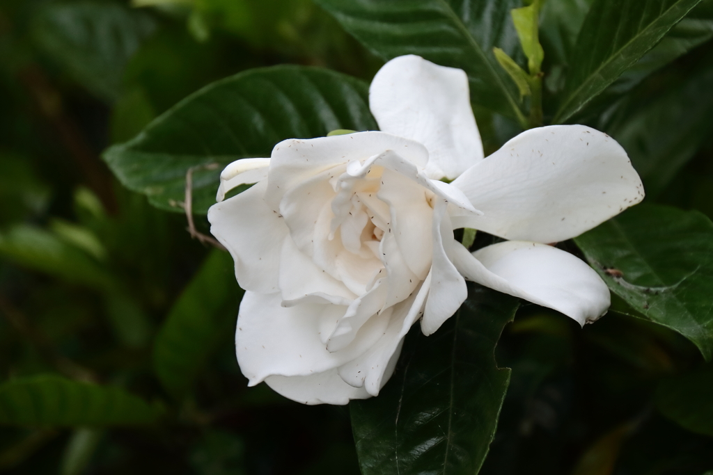 里山散歩クチナシ４