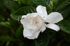 里山散歩クチナシ４