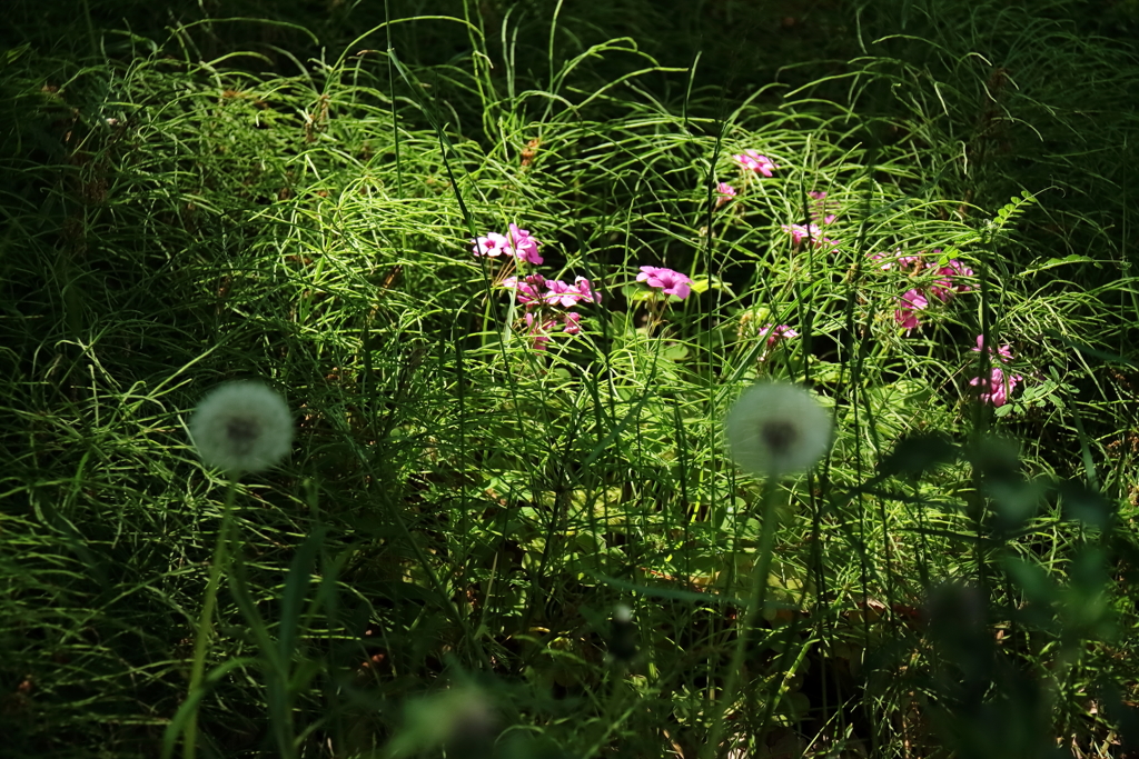 スポットライト