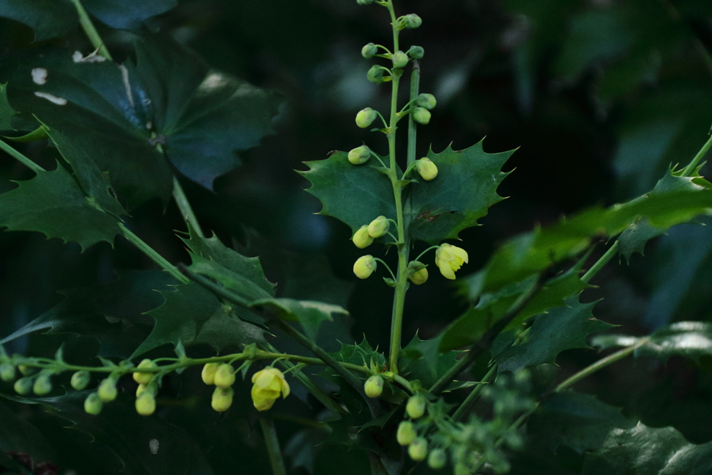 春ひとつ　ヒイラギナンテン