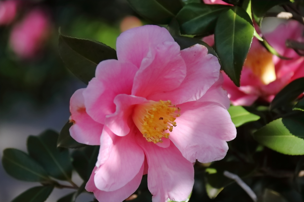 花散歩ハルサザンカ１