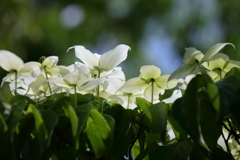 里山散歩山法師４