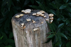 花散歩杭にキノコ