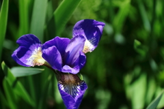 公園花壇あやめ２