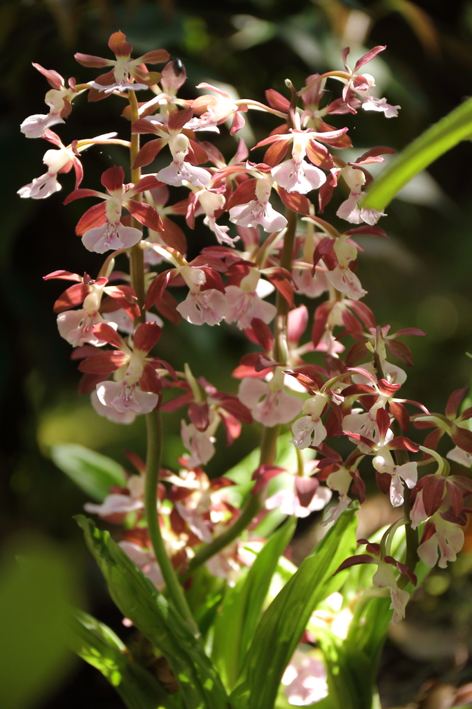 春陽のエビネ11