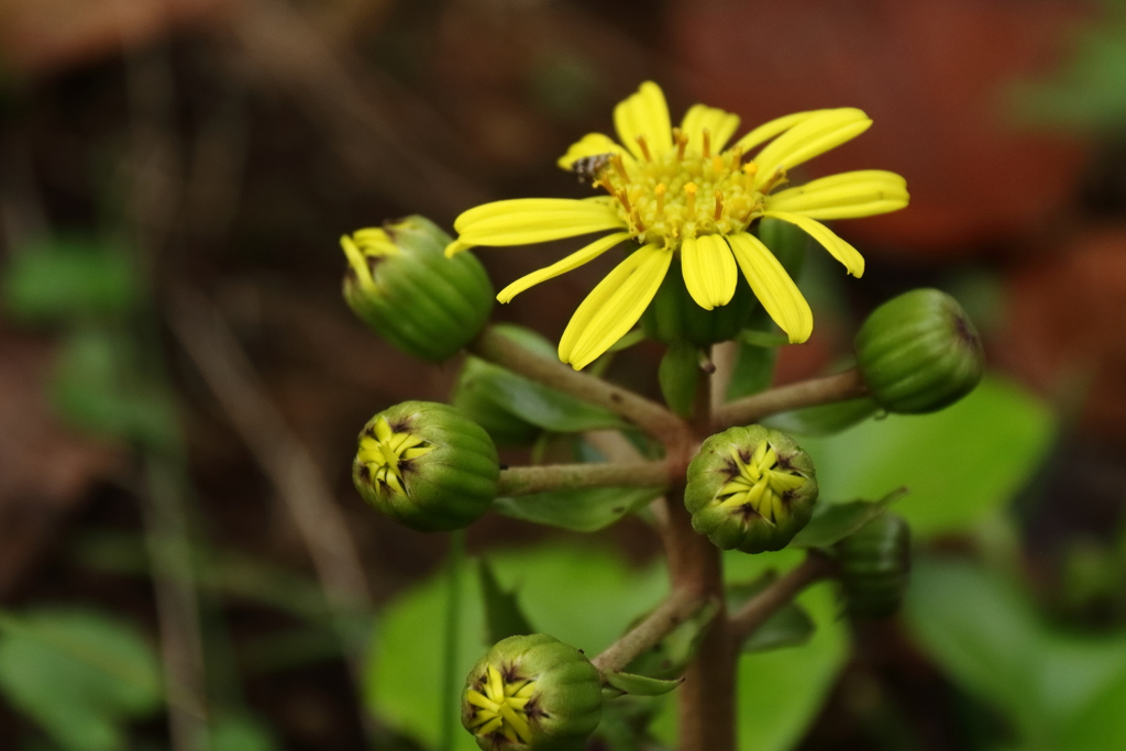 ツワブキ咲いて２