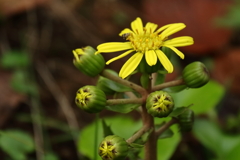 ツワブキ咲いて２