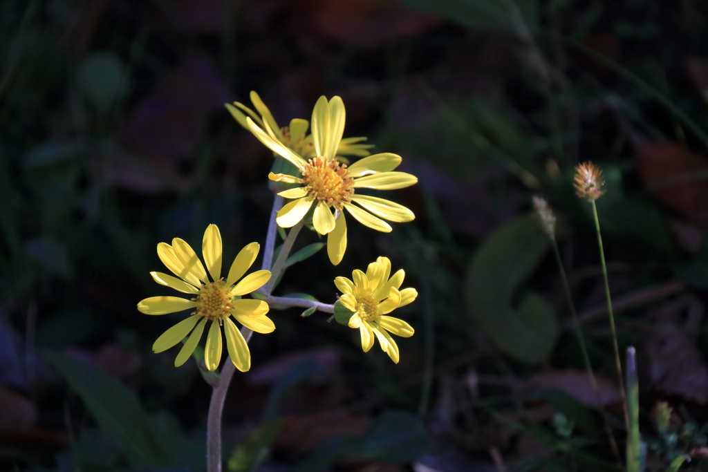 暖光を浴びて１