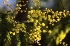 花散歩ミモザ3