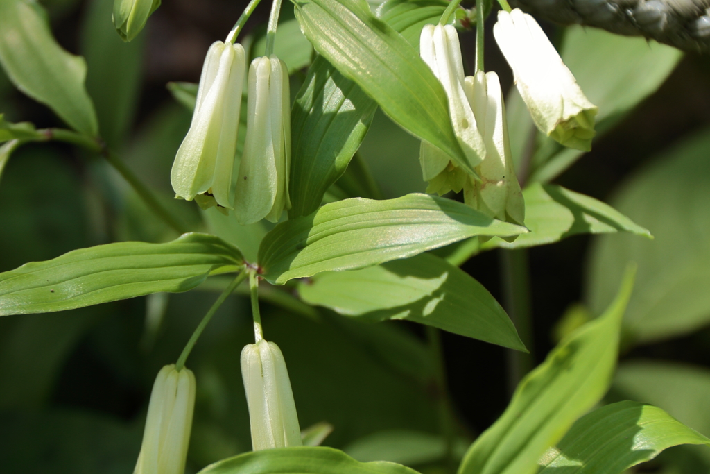 鎌倉花散歩11ホウチャクソウ
