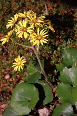 花散歩ツワブキその後