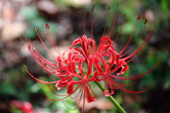 花散歩彼岸花開花１