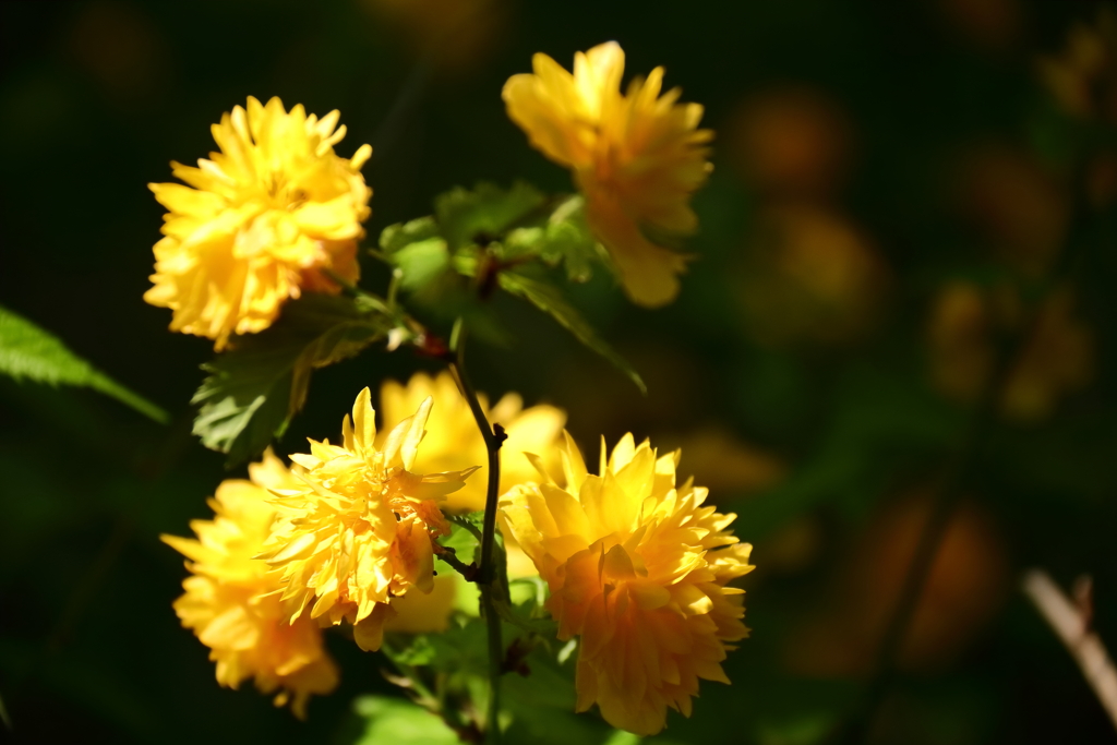 里山散歩八重山吹４