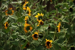 花散歩ひまわり３