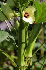 花散歩巨大オクラ