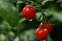 雨上がりのミニトマト