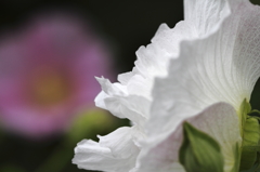 花の歳時記　酔芙蓉