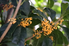 花散歩金木犀１