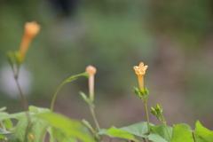 花散歩朝顔２